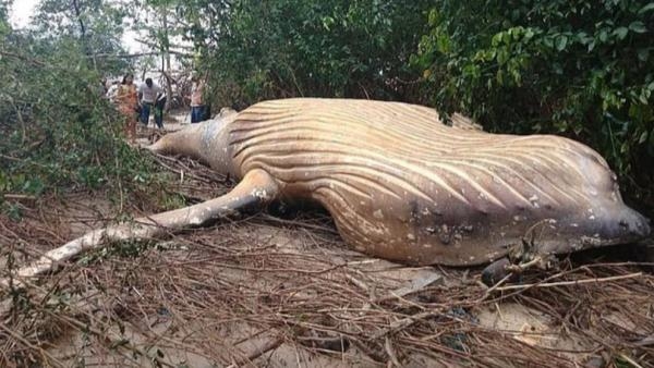 
Cái xác bất thường của chú cá voi lưng gù.