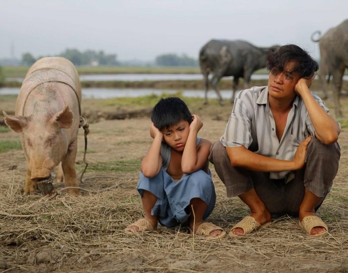 Khi những chú lợn ủn ỉn trở thành “diễn viên” hot phim Việt, có chú giúp phim hốt 100 tỉ dễ dàng