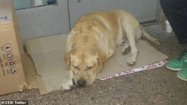 Chủ nhân đã qua đời hơn một tuần nhưng chú chó vẫn kiên quyết nằm đợi trước cửa bệnh viện