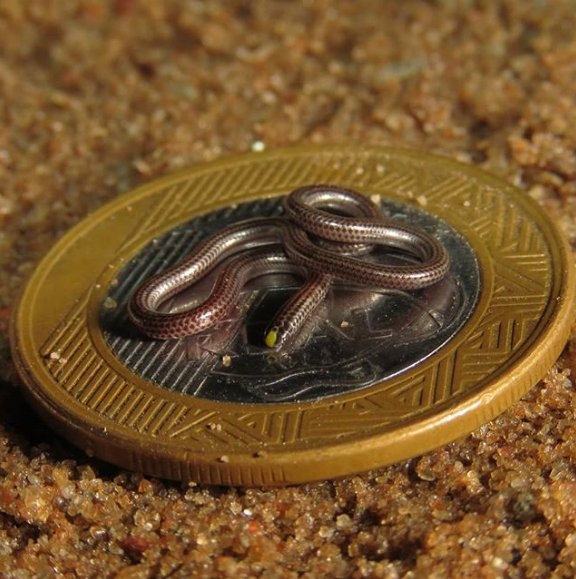 
Con rắn tí hon có kích thước chưa bằng 1 đồng xu.