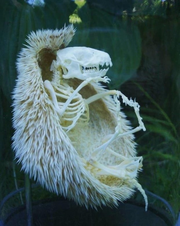 
Kết cấu bộ xương của một con nhím.