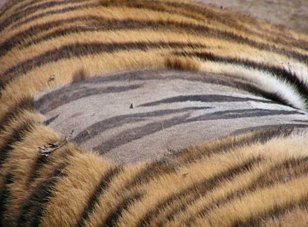 
Nếu bạn nghĩ vết vằn trên người hổ chỉ có ở lông thì sai rồi. Trên thực tế, những vết vằn này còn xuất hiện trên da của chúng.
