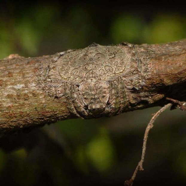 
Bạn có nhận thấy một con nhện đang bám vào cây không? Đây là loài nhện Wrap-around spider, chúng có thể trở nên mỏng dính và quấn cơ thể xung quanh cành cây để ngụy trang.