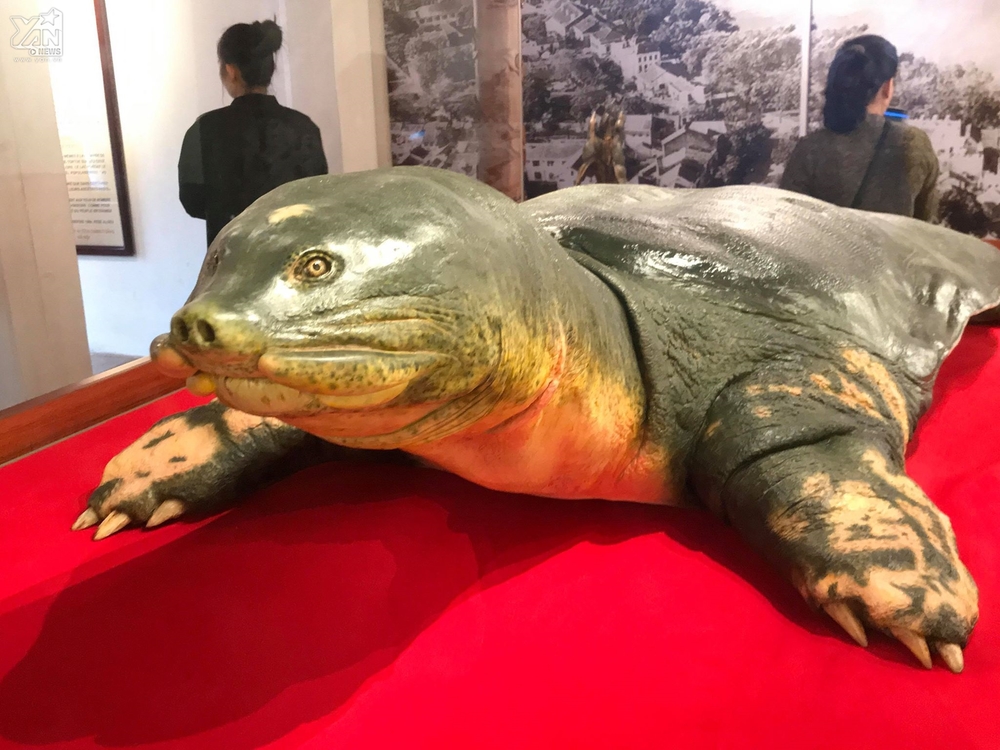 Mẫu vật cụ rùa có thể trưng bày tại Đền Ngọc Sơn, Hoàn Kiếm.