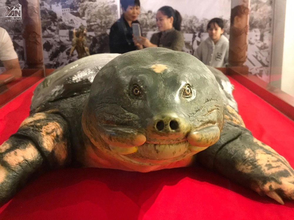 Cụ rùa có chiều dài 2,08 mét, rộng 1,08 mét, nặng 169kg, thuộc mẫu vật lớn nhất được bảo quản từ trước đến nay.