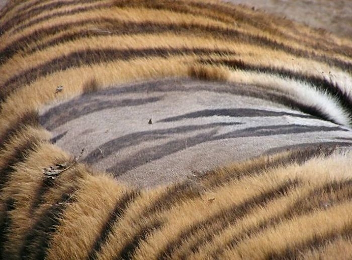 
Trên cơ thể của mỗi con hổ đều có sọc đen độc đáo giúp chúng ngụy trang. Tuy nhiên, chẳng mấy ai được từng thấy lớp da bên dưới bộ lông của con hổ là như thế nào.