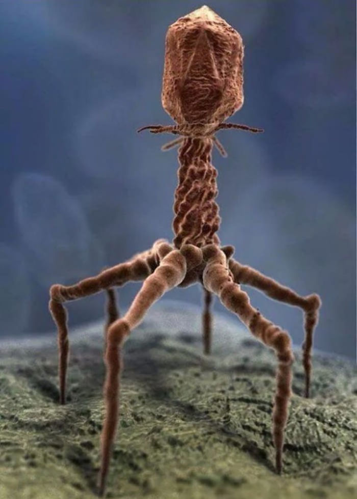 
Đây không phải là một con nhện đâu nhé! Sinh vật đáng sợ này là một thành viên của gia đình “vi khuẩn”. Năm 1940 là lần đầu tiên chúng được nhìn thấy dưới kính hiển vi điện tử và các nhà khoa học nhận ra cách chúng hoạt động. Đây là một vi khuẩn lây nhiễm. Một khi đã xâm chiếm tế bào chủ, chúng có thể tiêu thụ chất dinh dưỡng và sinh sản của vật chủ.