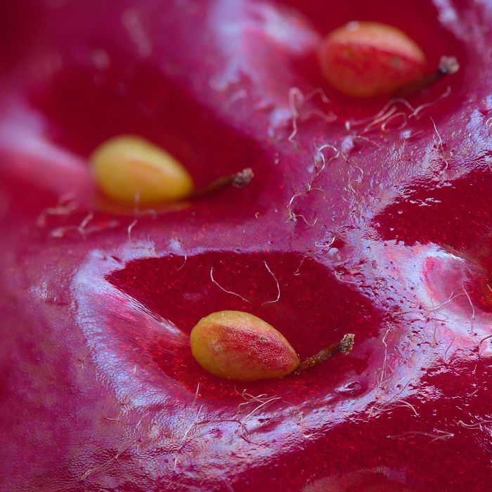 
Bức ảnh được chụp bởi nhiếp ảnh gia Alexey Kljatov cho thấy trên vỏ quả dâu tây là những chiếc hạt.