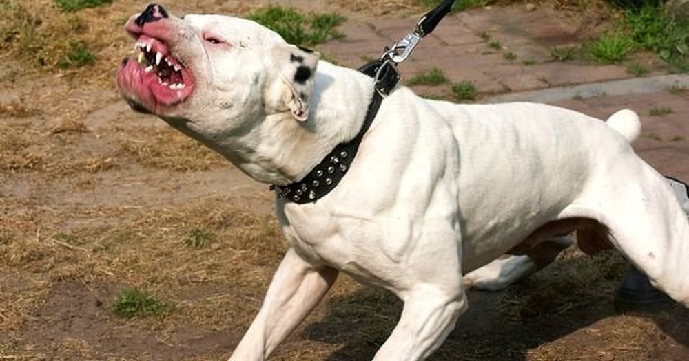 Chó pigbull là loài chó nguy hiểm thường tấn công người 