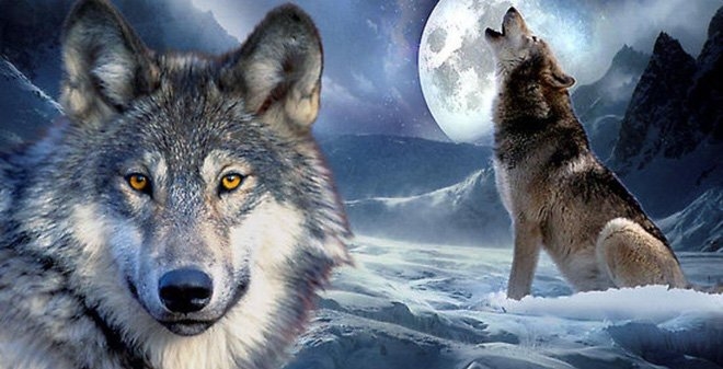
Loài sói – “sát thủ” số 1 rừng xanh khiến kẻ thù khiếp sợ. 