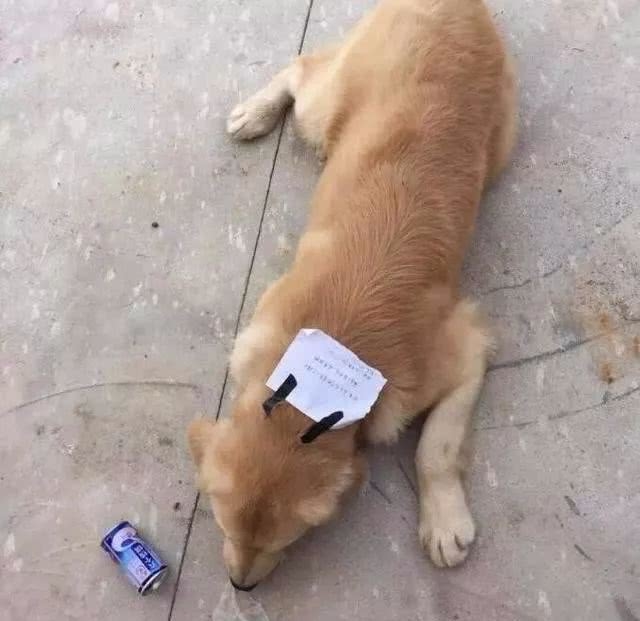 
Chú chó bỏ nhà đi và quay trở về với một mảnh giấy dán trên đầu