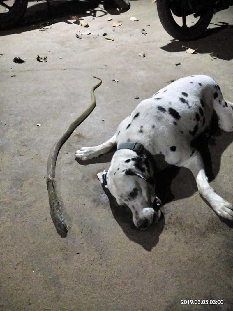 
Tuy nhiên Tyson cũng bị con rắn cắn trúng, và chú chó đã tử vong vì nọc độc phát tán.