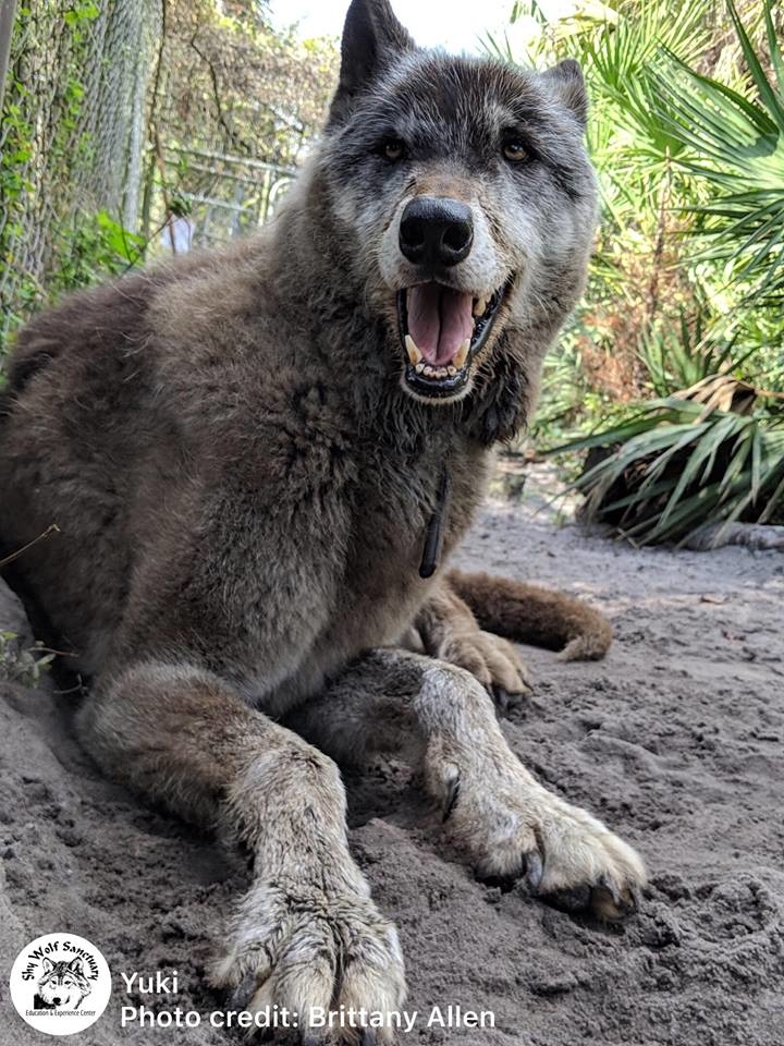 Chú husky lai sói bị vứt vào lò giết vì quá khổng lồ, được giải cứu lại nhận án tử mới