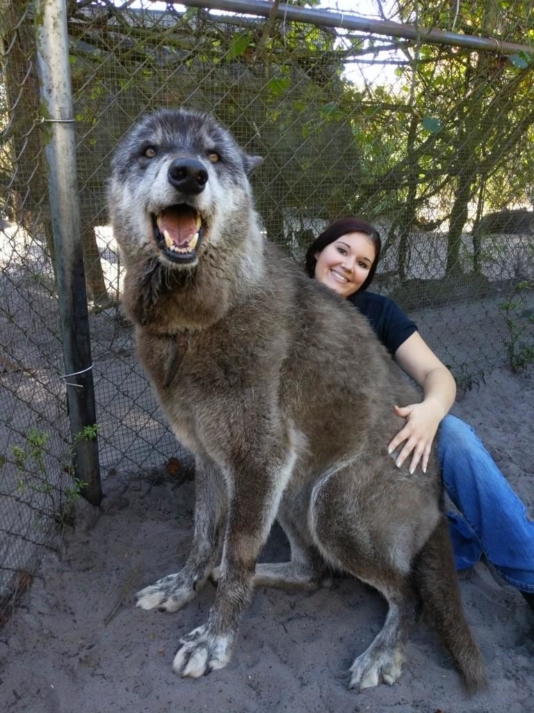 
Yuki là một chú chó được lai tạo với sói nên có kích thước khá to lớn.