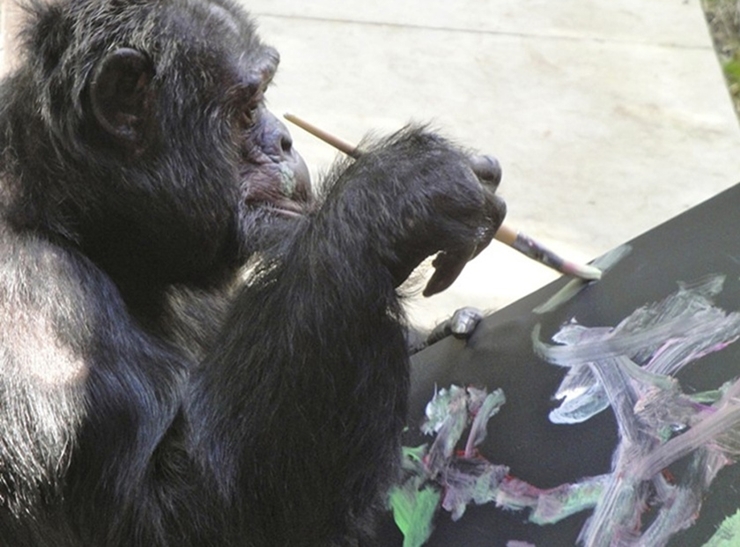 
Chú khỉ này rất thích vẽ và vẽ rất giỏi.