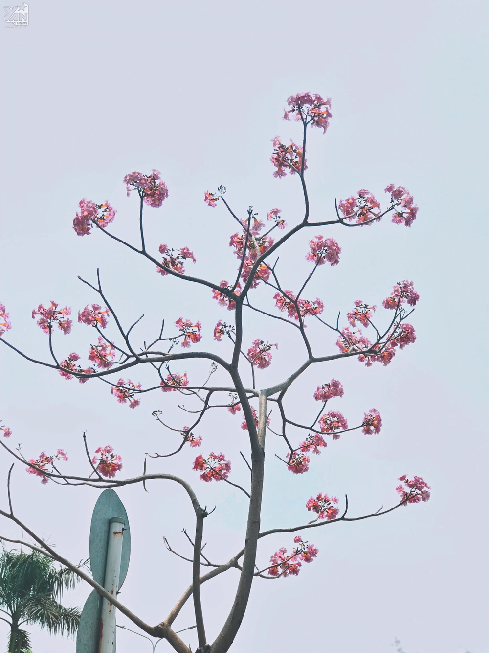 Tại đường Võ Văn Kiệt, quận 1, khúc gần hầm Thủ Thiêm có đến mấy chục cây hoa đang nở. 
