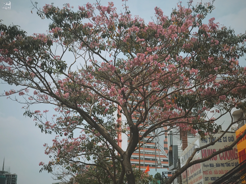 
Cây kèn hồng ở Sài Gòn cao từ 3-15m