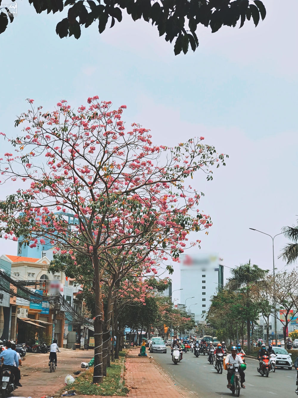 Hoa kèn hồng chủ yếu được trồng trên tuyến đường Điện Biên Phủ, ngã tư Hàng Xanh, quận Bình Thạnh sang quận 1. 