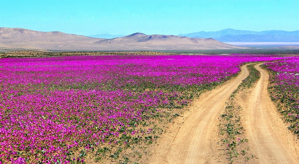  
Bạn có biết rằng hoang mạc Atacama của Peru là một trong những vùng đất cằn cỗi nhất thế giới. Thế nhưng vì gặp hiện tượng El Nino mà sau một thời gian, nơi đây bỗng chốc trở thành rừng hoa nở rộ sắc tím hồng