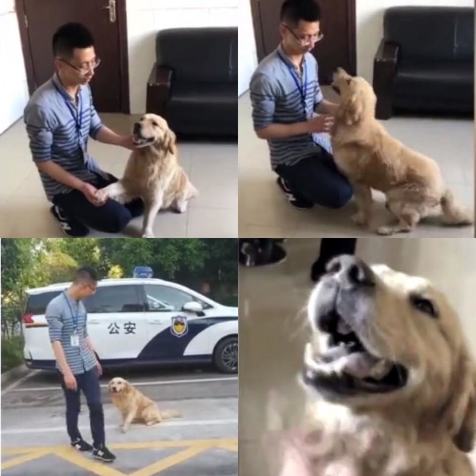  
Câu chuyện của chú chó này khiến cộng đồng mạng không biết nên vui hay buồn.