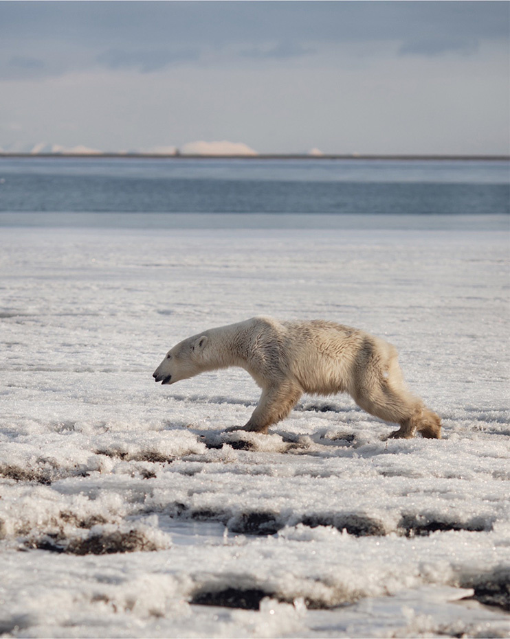  
Chú gấu trắng Bắc Cực lang thang đến 700km vì mất nơi sinh sống.