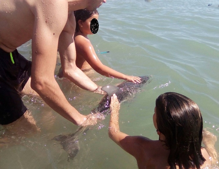  
Chú cá heo con mắc cạn bị cả bầy du khách vây lấy vuốt ve và chụp ảnh selfie.
