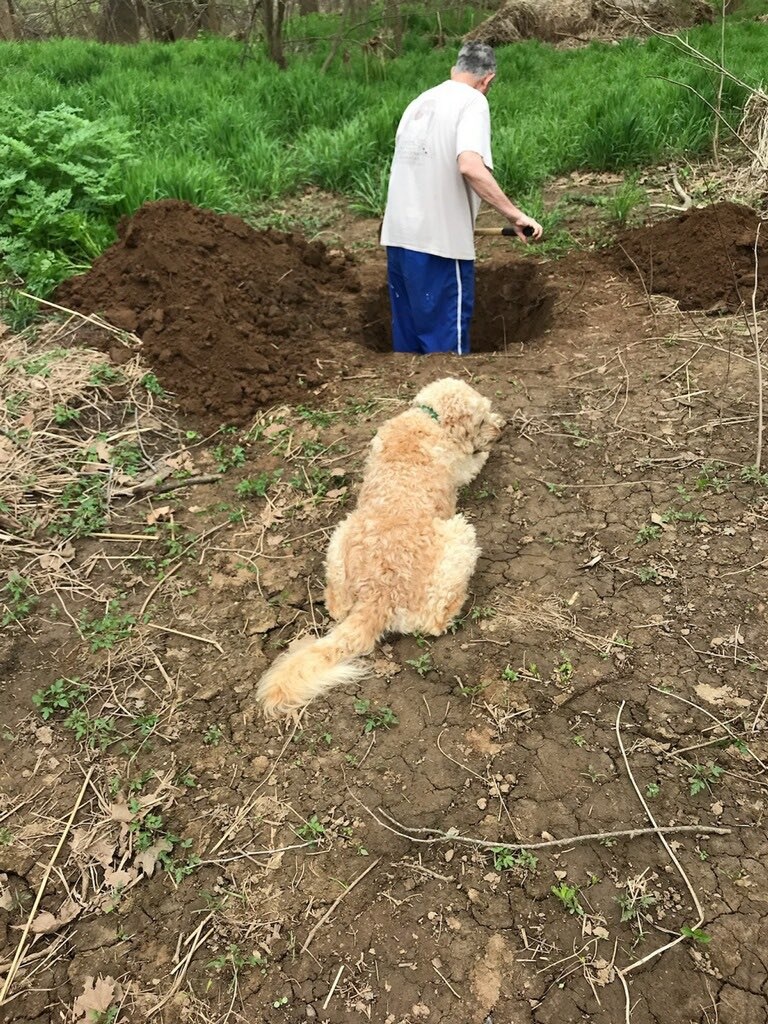  
Chú chó nằm nhìn người chủ già tự tay đào huyệt mộ cho nó.