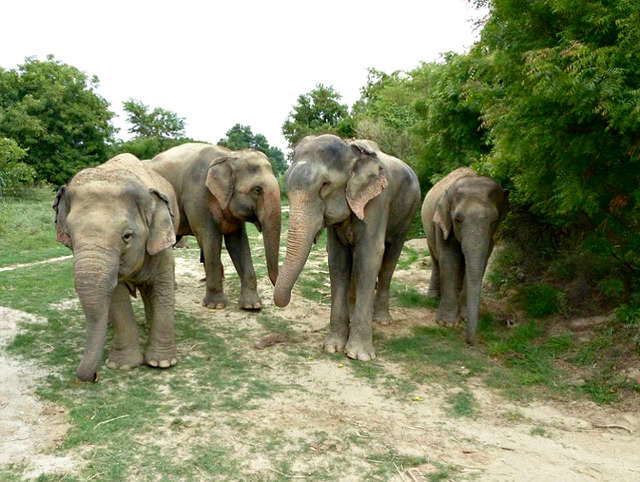 Chú voi Raju được giải cứu sau 50 năm xiềng xích ngày ấy bây giờ ra sao? 6