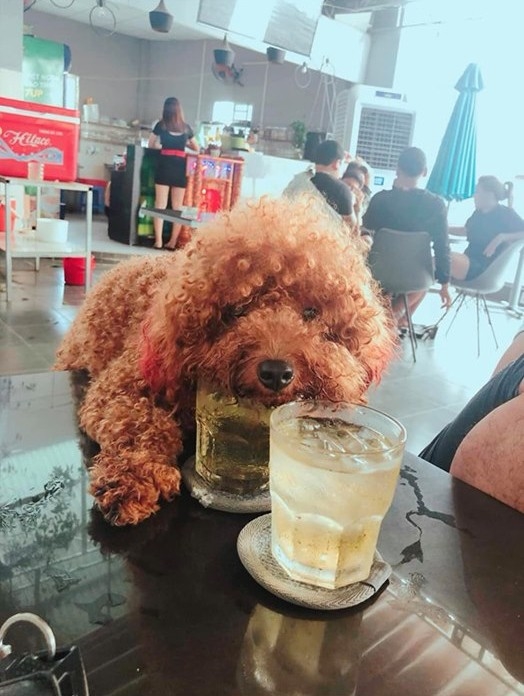  
Hình ảnh chú chó Poodle được người chủ cho dùng chung cốc nước đá của mình trong quán nước gây nhiều tranh cãi trên mạng xã hội. 