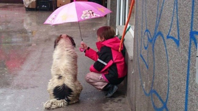 
Chỉ có đúng chiếc ô nhỏ trên tay, người hùng tí hon đã quyết định ngồi đó che mưa cho chú chó hoang đáng thương.