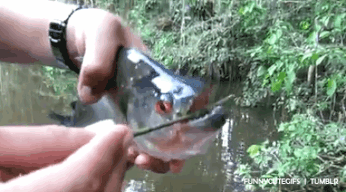 Loài người thực sự nợ cá Piranha khét tiếng Amazon một lời xin lỗi: Chúng đáng ѕợ là do con người