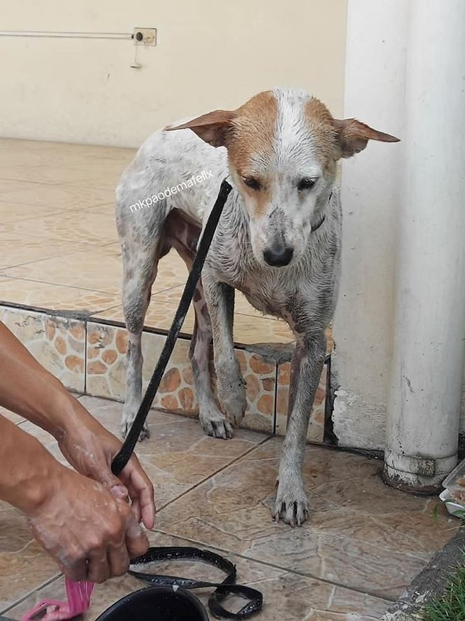  
Buboy sau đó được các sinh viên, nhân viên trong trường nuôi nấng. Họ cũng lên kế hoạch tìm một ngôi nhà mới ấm áp cho chú. 