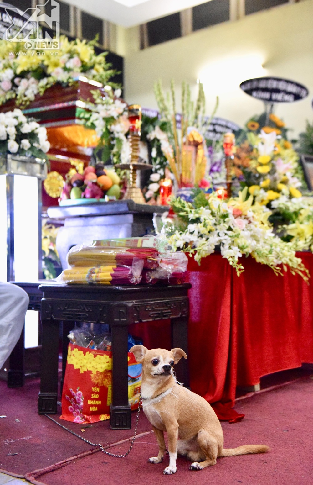  
Việc để chú cún đeo tang trong đám tang của một người nổi tiếng là tiền lệ đầu tiên trong showbiz. - Tin sao Viet - Tin tuc sao Viet - Scandal sao Viet - Tin tuc cua Sao - Tin cua Sao