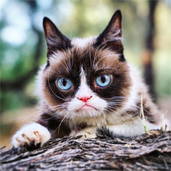  
Dù đã qua đời, song Grumpy Cat mãi sống trong lòng người hâm mộ.