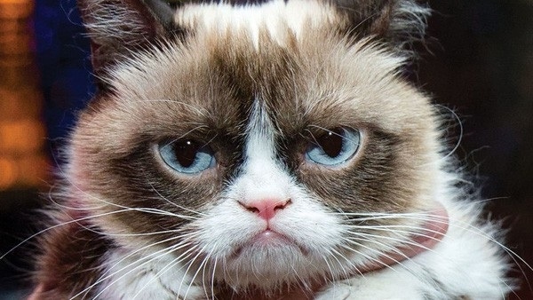  
Chú mèo Grumpy Cat được nhiều người yêu mến bởi gương mặt luôn "giận hờn" không giống ai.