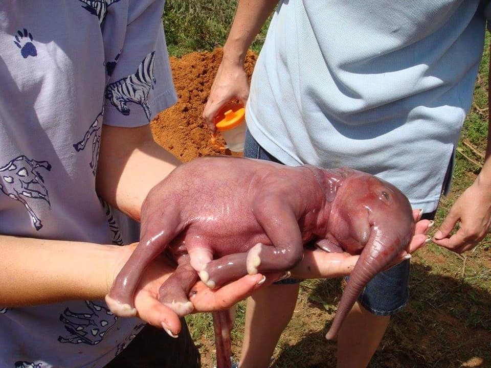  
Một bé voi vừa được sinh ra đời, con đỏ hỏn trên vậy mà, chỉ trong vài tháng, em đã lớn nhanh như thổi