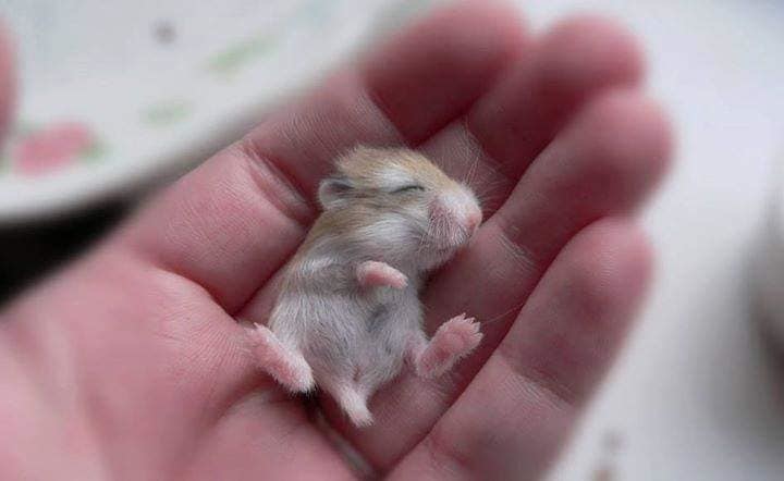  
Chú chuột hamster bé tí chỉ vừa bằng ngón tay dễ thương quá đi!