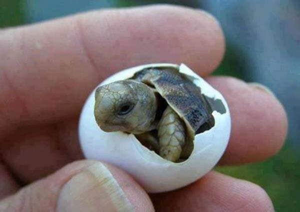  
Chú rùa con nở ra từ quả trứng đáng yêu quá!