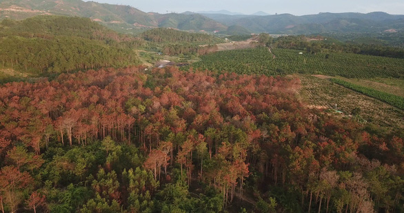  
Hàng loạt cây thông bị "hạ độc" tại khu vực tỉnh Lâm Đồng. Ảnh: TTXVN