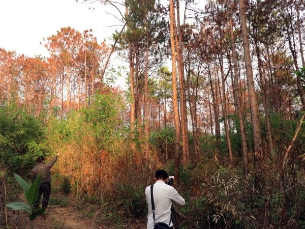  
Hơn 3.000 cây thông bị đổ thuốc trừ sâu, đốt và cạo gốc biến thành màu đỏ sậm chết dần, chết mòn. Ảnh: TTXVN