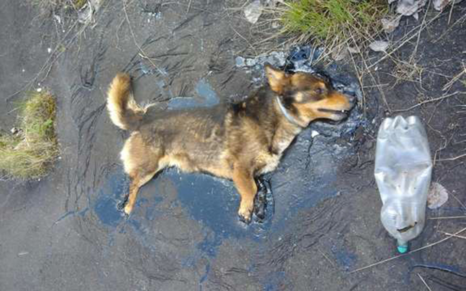Chú chó bị phát hiện khi bị chôn nửa người trên vũng nhựa đường
