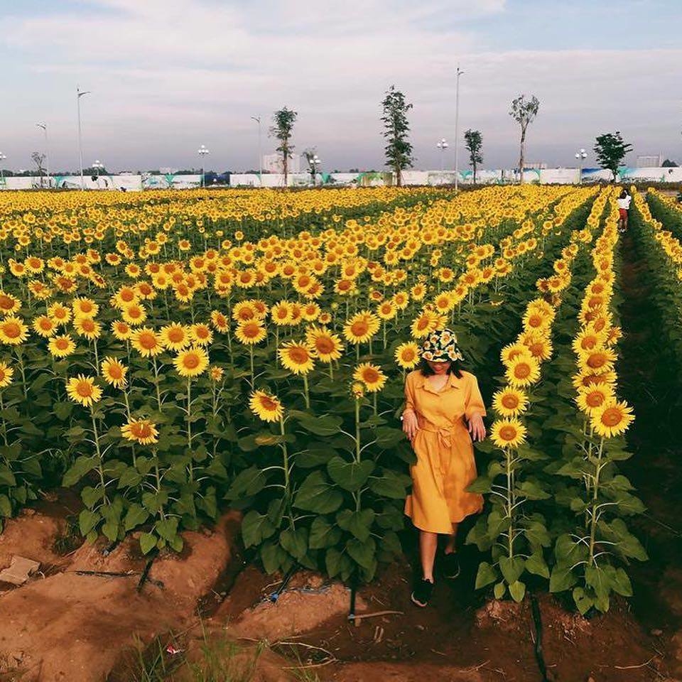 Mê mệt cánh đồng hoa hướng dương đang nở rộ nơi ngoại ô Sài Gòn
