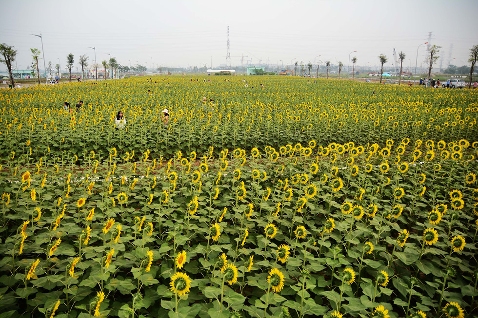 Mê mệt cánh đồng hoa hướng dương đang nở rộ nơi ngoại ô Sài Gòn