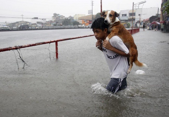  
Để cứu người bạn nhỏ của mình, một bé trai ở Manila, Philippines đã không ngại nguy hiểm mà cõng chú chó đi qua cơn lũ.​