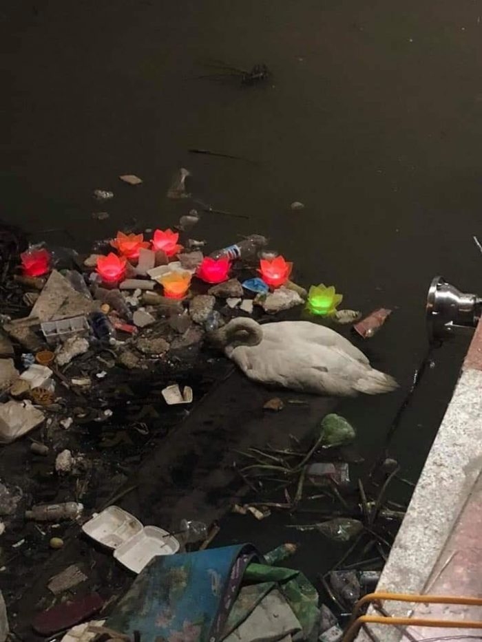  
Hình ảnh chú thiên nga trắng gục ngã trên bãi rác sông Tam Bạc.