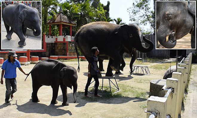  
Chuyện những chú voi phải biểu diễn liên tục đã chẳng còn lạ lẫm ở nhiều gánh xiếc.