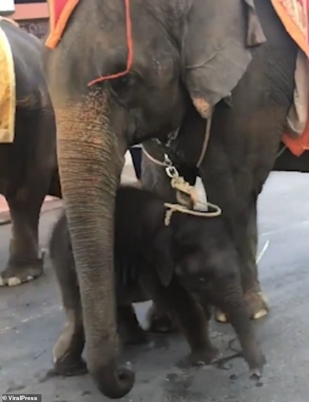  
Liệu đến bao giờ những chú voi ở vườn bách thảo tại Pattaya mới được nghỉ ngơi đúng nghĩa?