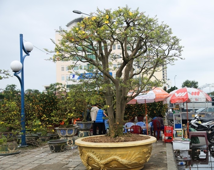 
Cây mai 100 tuổi, có giá lên tới cả tỷ đồng được trưng bày tại chợ Hoa Xuân ở Đà Nẵng. ​