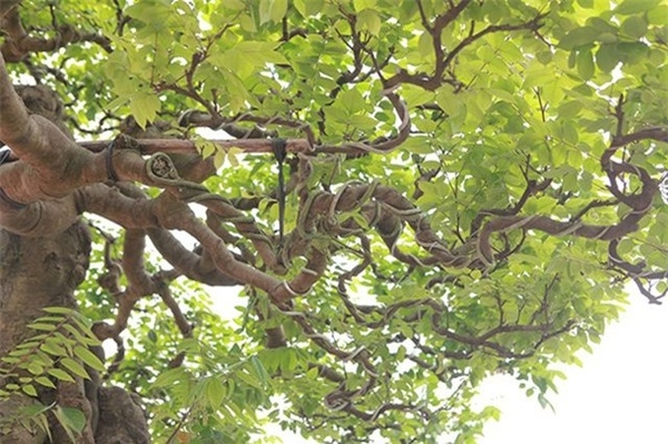  
Nhìn từng cành từng nhánh, có nhiều người nhầm nó là cây cảnh chứ không phải một loại cây ăn quả.