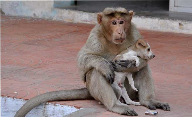 
Khỉ mẹ nhận nuôi chú chó con và chăm sóc nó không khác gì con đẻ.